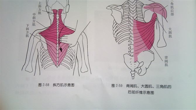 (图2-60) 起点在下6个胸椎棘突和全部腰椎棘突及髂嵴.
