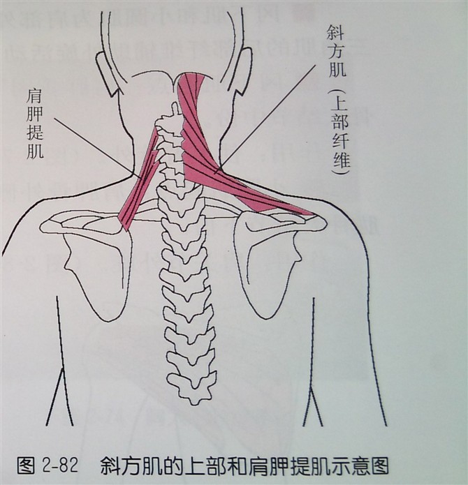 止点肱骨大结节下份,在肩胛骨外侧缘的三角肌和大圆肌之间可触摸到.
